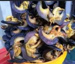 Fried Snails Dehdrated snails 20pcs